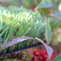 Olive-92 Stemgrass Olive-92 Stemgrass