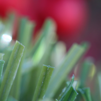 Olive-92 Stemgrass Olive-92 Stemgrass