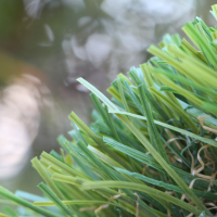 Olive-92 Stemgrass Olive-92 Stemgrass