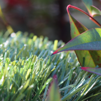 Olive-92 Stemgrass Olive-92 Stemgrass