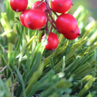 Olive-92 Stemgrass Olive-92 Stemgrass