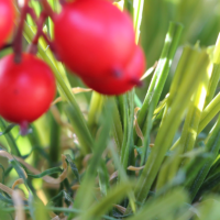 Olive-92 Stemgrass Olive-92 Stemgrass