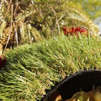 Artificial synthetic fake grass turf olive green field brown thatching Cashmere 70 blue sky trees backyard lawn black softest Artificial synthetic fake grass turf olive green field brown thatching Cashmere 70 blue sky trees backyard lawn black softest