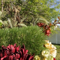 Backyard lawn no maintenance landscaping services green grass olive brown field green white fence red flower blue sky forest Backyard lawn no maintenance landscaping services green grass olive brown field green white fence red flower blue sky forest