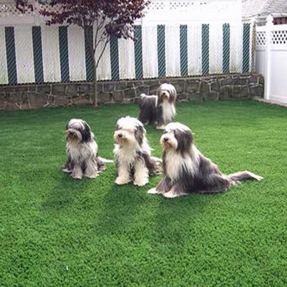 Artificial Grass Waynetown, Indiana Pictures Of Dogs, Backyard Design