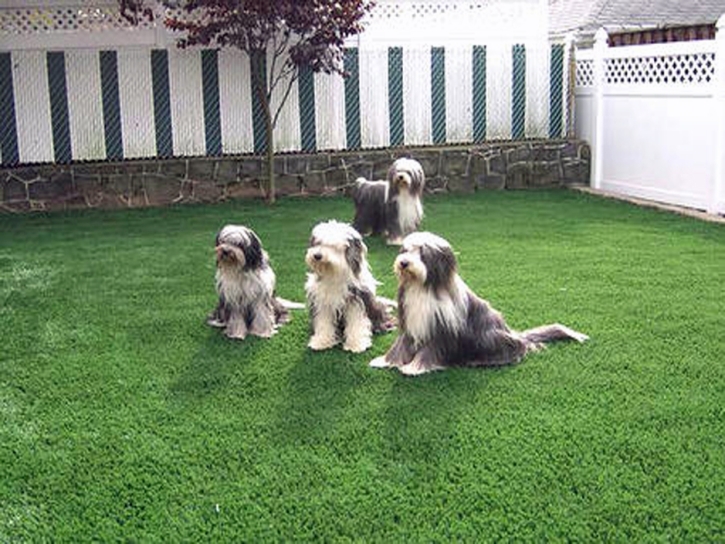 Artificial Grass Waynetown, Indiana Pictures Of Dogs, Backyard Design